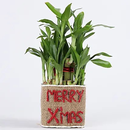 Merry x-mas Bamboo Plant